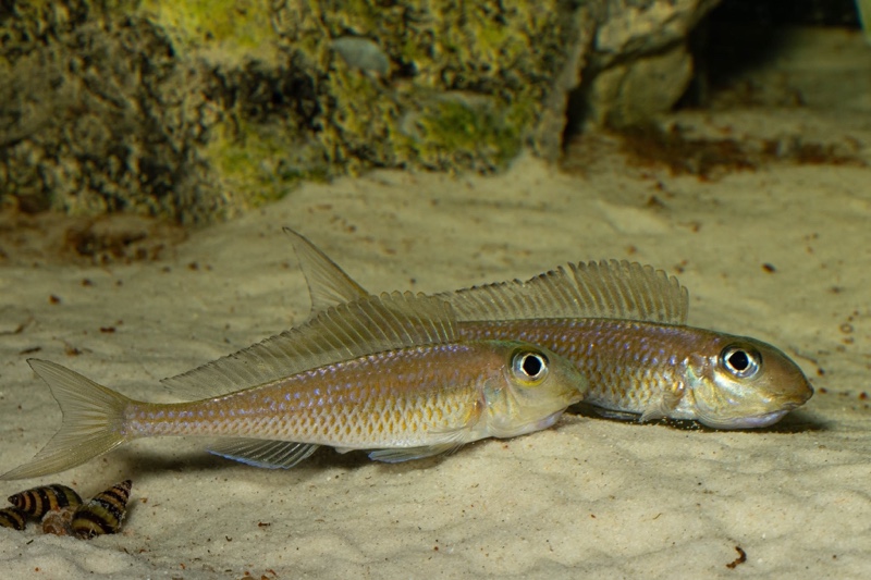 Asprotilapia leptura